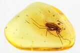 Detailed Fossil True Midge (Chironomidae) in Baltic Amber #367541-1